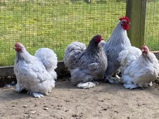 Rugeæg