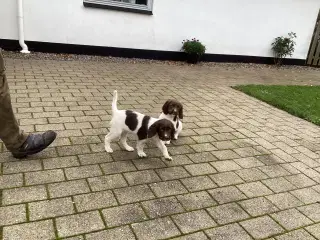 FT springer/Engelsk springer Spaniel