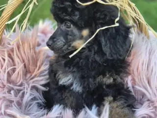 Toypudel