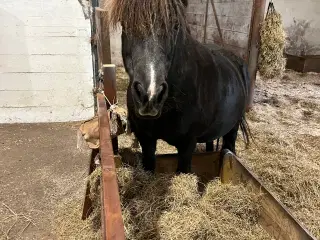 Blandings pony 