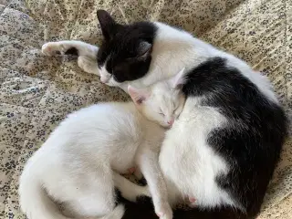 Kærlig og legesyg hvid hankilling søger trygt hjem