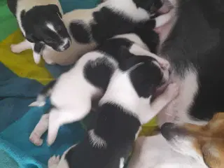 Dansk svensk gårdhund 