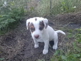 Dansk-svensk gårdhund
