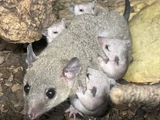 Korthalet opossum