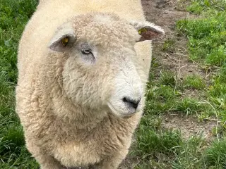 vædder