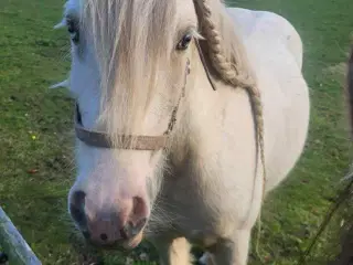 Irish Cob - Tinker hoppe