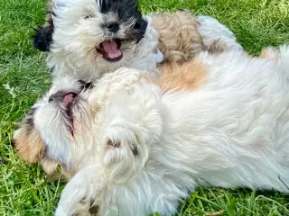 Allergivenlig Shih Tzu hvalpe