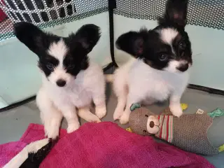 Papillon hvalpe 