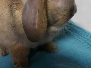 To skønne kanin unger 