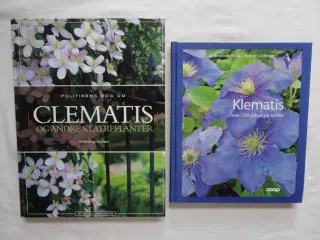 Clematis - Klematis  :
