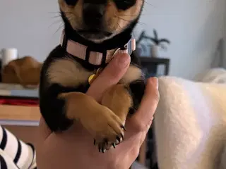 Chihuahua Hvalp
