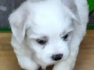 Malteser/Chinese og Malteser cotton de Tulear 