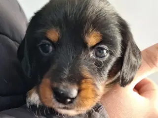 Gravhundeblandinger