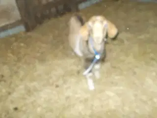 boerbuk