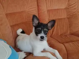 Dansk svensk gårdhunds blanding 