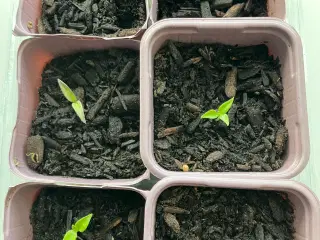 Chili planter