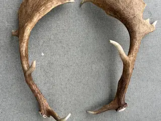 Store flotte kastestænger fra dåhjorte sælges