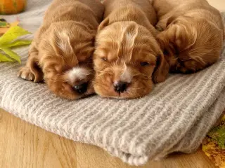 Engelsk cocker spaniel