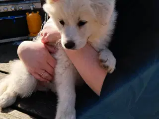 dejlig dreng søger nyt hjem