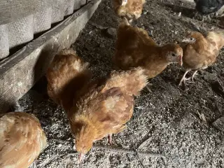 New Hampshire kyllinger varme fri 8 ure gammel