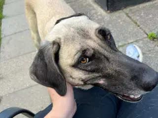 Skønne Bessie søger ny familie