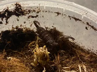 Skorpion heterometrus