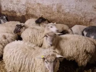 Landrace gimmerlam 