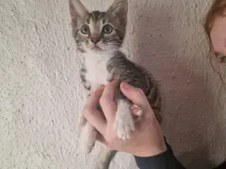 Bengal blanding killinger 