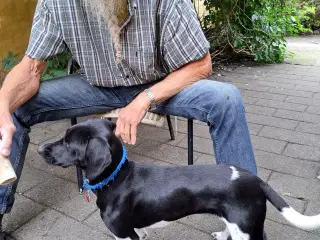 Dansk Svensk gårdhund blanding