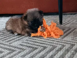 Pomeranian/Chihuahua