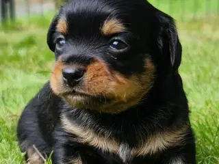 Hvalpe prazsky krysarik/tjekkisk rottehund og chih