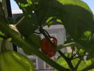 Habanero rød chili frø