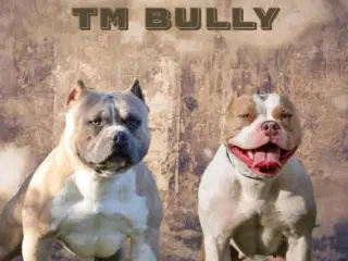 American bully hvalpe 