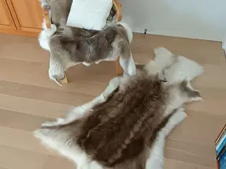 Rensdyrskind