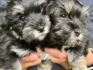 Bichon Havanaise hvalpe, Sally og Vera tilbage
