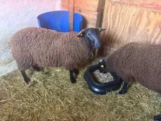 Såne vædderlam
