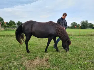 Islænder - hoppe på 14 år