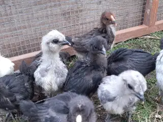Samlet 10 kyllinger i silke/mix
