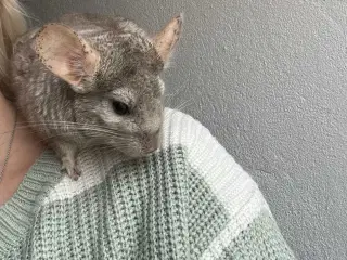 Maui 7 mdr. 🐿️