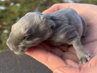 FRANSK VÆDDER HAN BLÅ