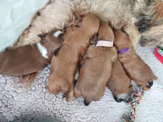 Lækre røde Bichon Havanais hvalpe