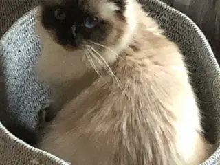 Hellig Birma pige 4 år