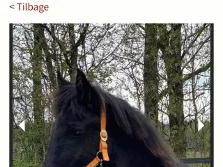 Barok friser Hoppe 