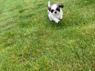 Shih-Tzu hvalp ægte