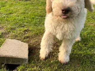 Lækker labradoodle hvalp