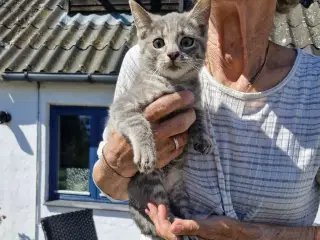 Kattekillinger 