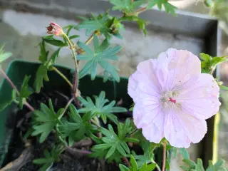 Geranium sanguineum var. striatum / Stribet Blodst