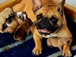 Fransk Bulldog 