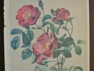 roses, by p.-j. redoute, emne: biologi og botanik