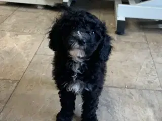 Maltipoo babyer er rejse klar nu 